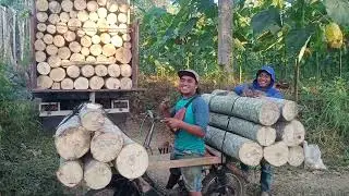 Pengisian kayu sengon kirim pabrik triplek