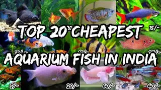 Top 20 Cheapest Aquarium Fish in India 2021 