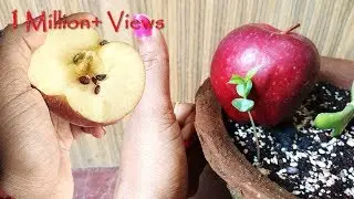 Grow Apple tree at home; सेव का पौधा घर पे भी ऊगा सकते हैं: English Subtitle