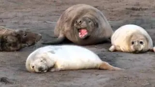 Seal Pups At Donna Nook Seal Colony