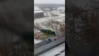 синица