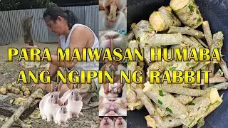 Malunggay - Para Maiwasan Humaba ang Ngipin ng mga Rabbit, Buti nalang madaming Tanim!