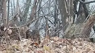 Короче говоря я увидел белку в загородном парке