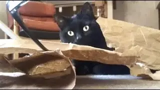 Luka Daily Pounce #5 - includes Reverse POUNCE
