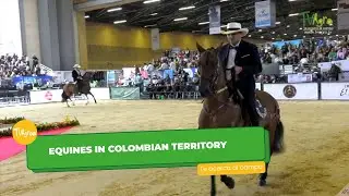 Equines in Colombian territory