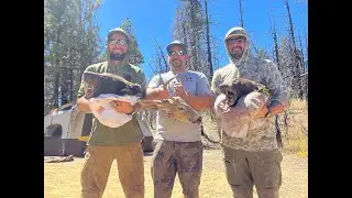 Duck Duck Goose - Bear Bear Buck