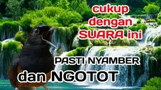 PANCINGAN MURAI BATU BIAR CEPAT EMOSI dan NGAMUK