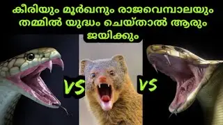 കീരി vs മൂർഖൻപാമ്പ് vs രാജവെമ്പാല |snake vs mongoose malayalam | SVS ennum eppozhum evideyum