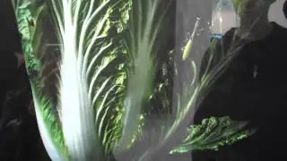 白菜