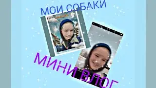 МИНИ ВЛОГ: немного того как я хожу к собакам.