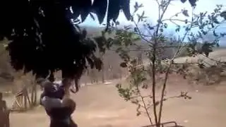 Festejan con música y balazos en la sierra de  Alamos Sonora