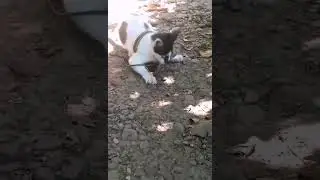 OMG!!! SNAKE 🐍 🆚 WILD CAT 