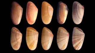 Mechanisms of microevolution