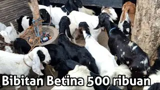 BETINA 500RIBUAN!! Cek harga kambing di pasar kragan Rembang Jawa Tengah