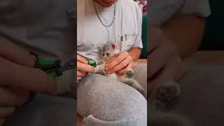 Учим кошку или котенка стричь когти!