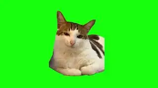 The Cat is Smiling | Meme | Green Screen