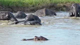 HIPPO's pool invaded by ELEPHANTS