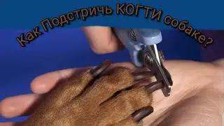 Как Подстричь КОГТИ собаке🦮? Даже если ваша Собака имеет Черные КОГТИ