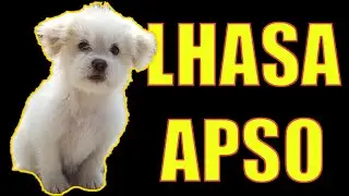 we got a Lhasa Apso