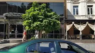 катальпа шаровидная супер красивая как стричь Днепр
