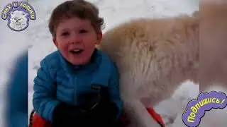 Подборка  Смешные Собаки и Снег