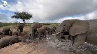 The Most Delicious Mud Bath for the Elephants! And Extra Sebakwe Splashes!