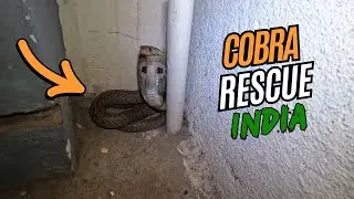 Saving India's Deadliest Snakes: Kraits & Cobras!