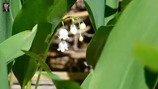 Lilies of The Valley