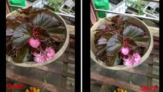 Redmi Note 8||Google Camera VS Stock Camera||Photography||Flowers||Comparison||GamerSiddhu