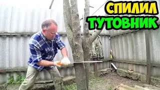 Сюжет из жизни в деревне о том, как я спиливал дикую шелковицу (тутовник) у себя на фазенде в 2022