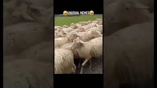 Just some unusual memes