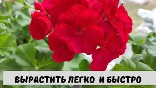 Вырастить Герань Просто и Быстро