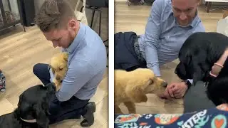 Labrador Meets Brother Retriever