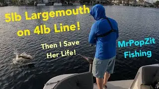 5lb Largemouth Bass on 4lb line! Great battle, find imbedded hook in her throat and save her life!