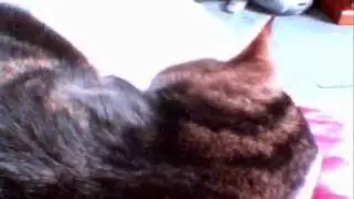 My Cats On CCTV :D