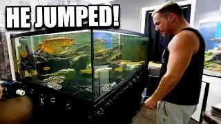 MY GIANT FISH AQUARIUM UPDATE / TOUR