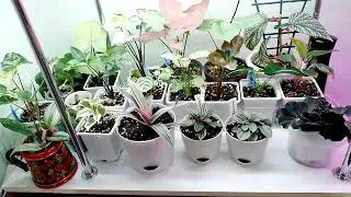 Приятные хлопоты🌱🌿🪴