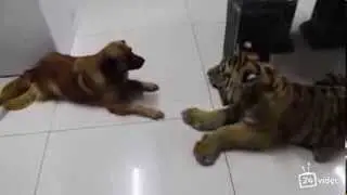 Тигр впервые видит собаку!