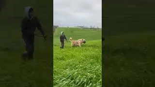 Top 3 Most Dangerous Dog Breed in this world 👹 #shorts #dog #dogs
