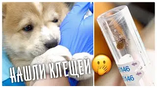Нашли клещей. Стерилизуем маму и пристраиваем щенят.