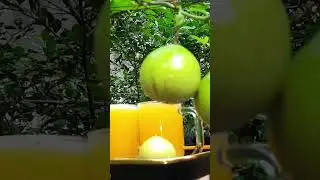 ഡെങ്കി പനി അകറ്റാൻ പാഷൻ ഫ്രൂട്ട് Health Benefits of Passion Fruit