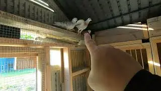 Birds Now In The Breeder Loft (Birmingham Roller Pigeons)
