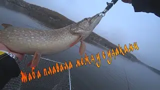 Pike perch and pike on the Belgorod Reservoir
