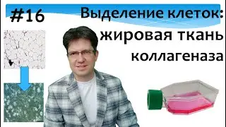 Жировая ткань. Выделение клеток. Коллагеназа. Культура клеток. Культивирование клеток.
