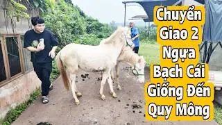 Transferring 2 Cremello Breed Dogs to the Quy Mong Highlands | BẠCH MÃ TV