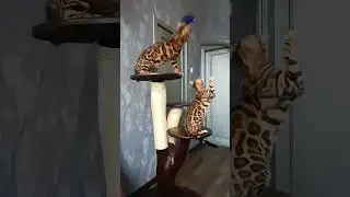 Leo and Iza  #cats #бенгалы #bengalcats Dakota Gold
