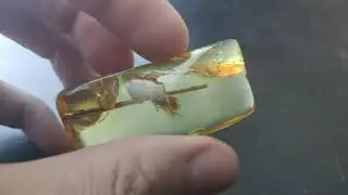 Янтарь инклюз / Amber inclusion / kehribar dahil / إدراج العنبر / Bernsteineinschluss / 琥珀內含物