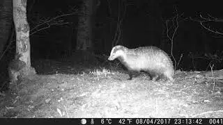 Beech marten - Meles meles - მაჩვი