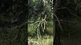 Показываю мое ведьменское место - вот моя деревня, вот мой дом родной