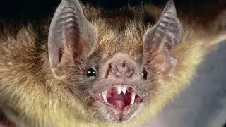 Bat Attacks Girl